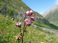 Lys martagon au dessus du col des Aravis